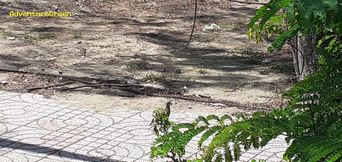 A zebra dove on a street of Can Gio Vietnam