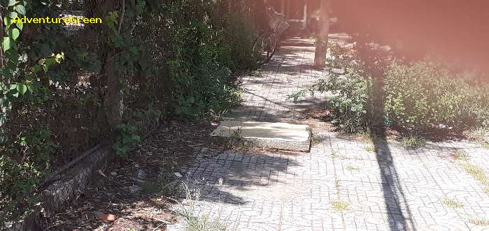 A zebra dove on a street of Can Gio Vietnam