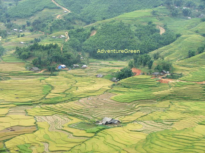 Rice terraces in the Muong Hoa Valley at Sapa