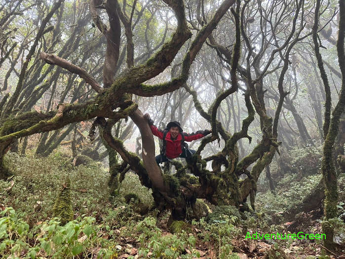 Amazing trees at the Sa Mu Peak in Hang Dong Son La