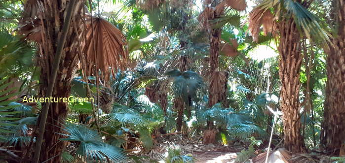 A hiking trail through a palm forest at Pu Luong Nature Reserve