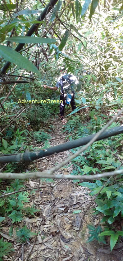 A hiking traill through a bamboo forest at Pu Luong