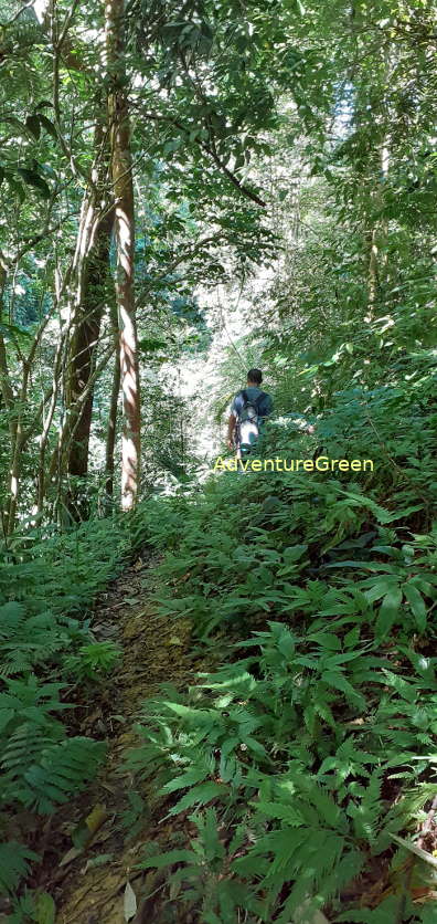 A trail through a dense forest with timber trees and dense undergrowth at Pu Luong