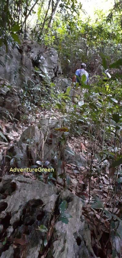 A hiking trail on a steep mountain slope with dense forest around