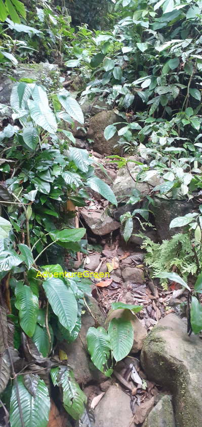 A rocky path near the base of Pu Luong Mountain, rock covered in moss A rocky path near the base of Pu Luong Mountain, rock covered in moss