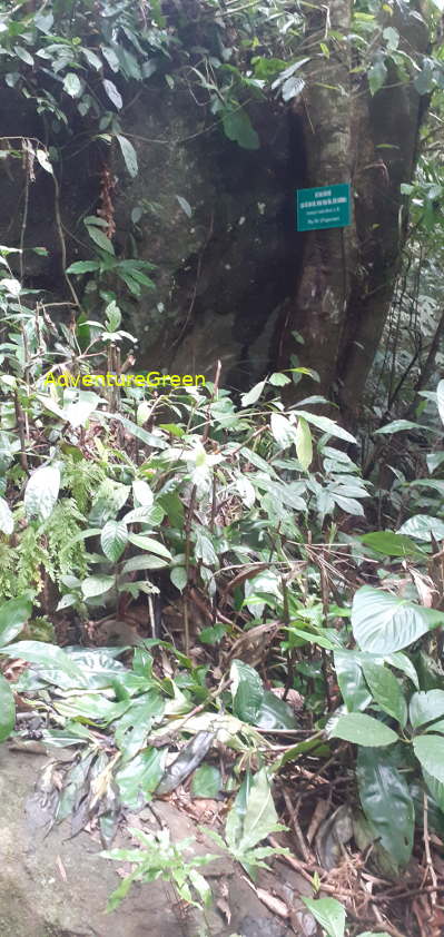 A rocky path with undergrowth near the base of the Pu Luong Mountain A rocky path with undergrowth near the base of the Pu Luong Mountain