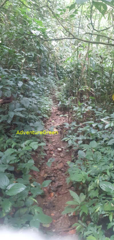 A narrow path with pebbles on the slope of Mountain of Pu Luong A narrow path with pebbles on the slope of Mountain of Pu Luong
