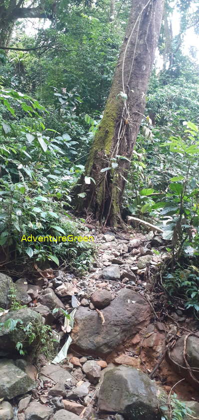 A rocky trekking path on the Pu Luong Mountain A rocky trekking path on the Pu Luong Mountain