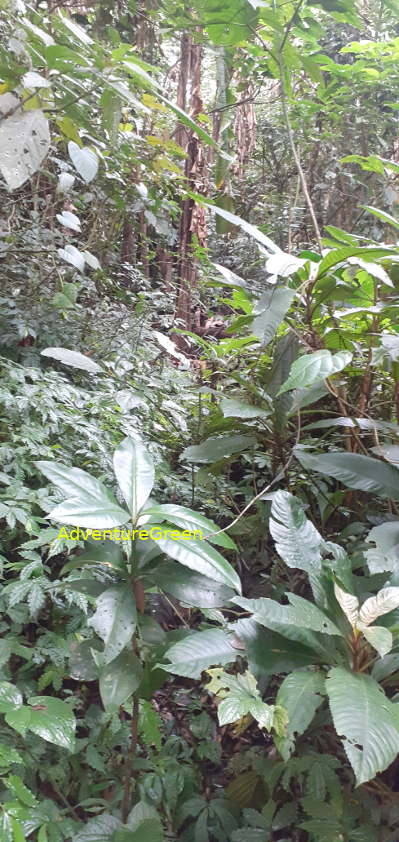A hiking path amid dense bush on Mountain of Pu Luong A hiking path amid dense bush on Mountain of Pu Luong