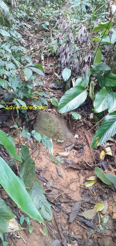A steep and slippery hiking path on the Pu Luong Mountain A steep and slippery hiking path on the Pu Luong Mountain