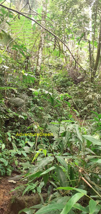 A steep and slippery rocky hiking path on the Pu Luong Mountain A steep and slippery rocky hiking path on the Pu Luong Mountain