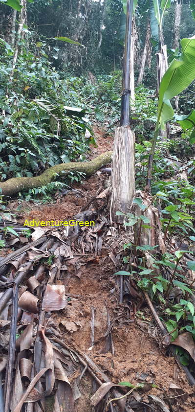 A steep and slippery dirt path on the Pu Luong Mountain A steep and slippery dirt path on the Pu Luong Mountain