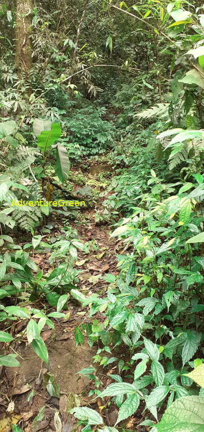 A steep and rocky trekking path on the Pu Luong Mountain A steep and rocky trekking path on the Pu Luong Mountain