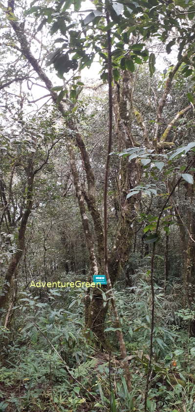 Forest with dense undergrowth on Mount Pu Luong Forest with dense undergrowth on Mount Pu Luong