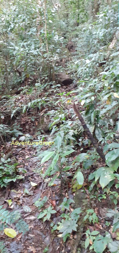 A steep and slippery rocky path near the peak of Mount Pu Luong A steep and slippery rocky path near the peak of Mount Pu Luong