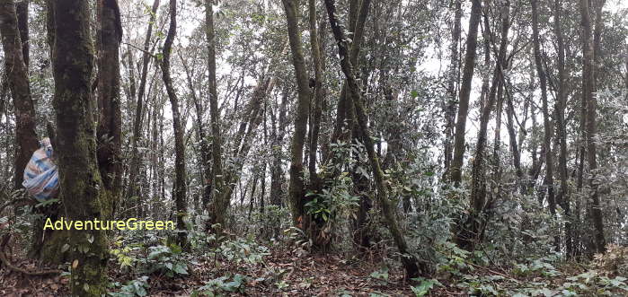 Forest on the peak of Mount Pu Luong Forest on the peak of Mount Pu Luong