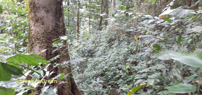 Forest near the peak of the Pu Luong Mountain in Thanh Hoa Province, Vietnam Forest near the peak of the Pu Luong Mountain in Thanh Hoa Province, Vietnam