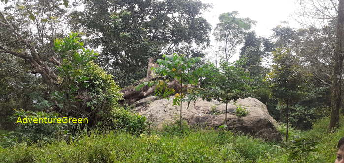 A forest glade on the Pu Luong Mountain A forest glade on the Pu Luong Mountain