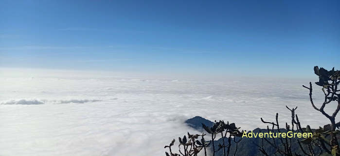 Unreal beauty on top of Mount Lung Cung Yen Bai