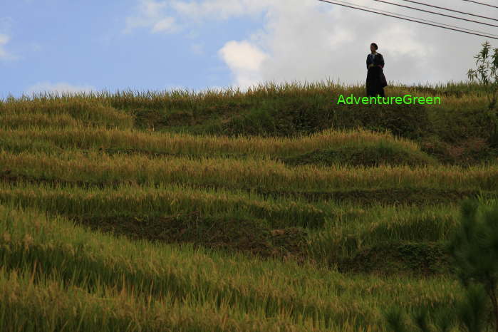 Rice terraces at Che Cu Nha, Mu Cang Chai, Yen Bai