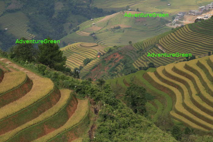 Rice terraces at La Pan Tan, Mu Cang Chai, Yen Bai, Vietnam