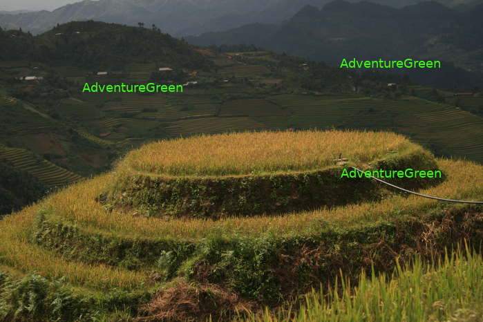 The small Raspberry Hill at Mu Cang Chai