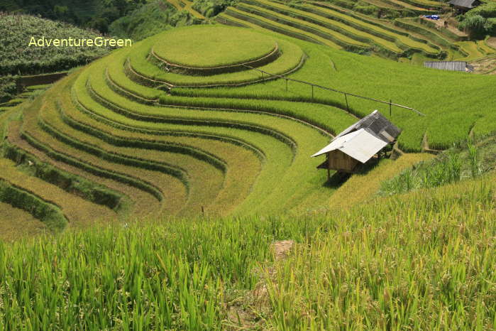 The Raspberry Hill at Mu Cang Chai