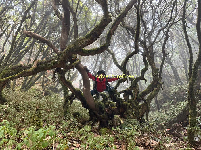 The amazing mossy forest at the Ta Xua Mountain in Yen Bai