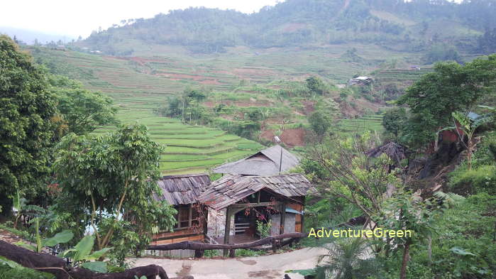 Rice terraces around the hotspring at Tram Tau