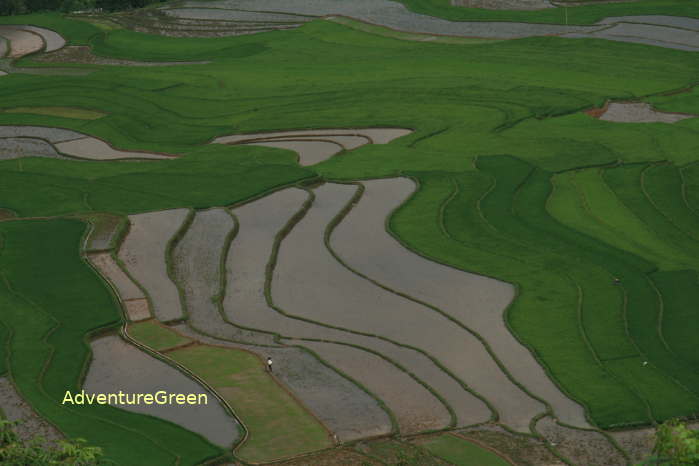 Rice terraces at the Tu Le Valley viewed from the Khau Pha Pass